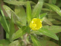 Ludwigia adscendens