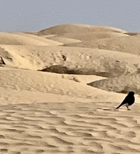White-crowned Wheatear (Oenanthe leucopyga), photo 3