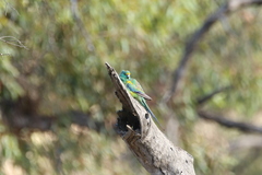 Psephotus varius