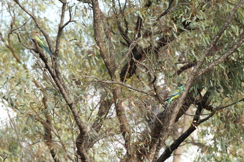 Psephotellus varius