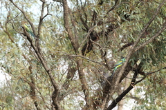 Psephotus varius