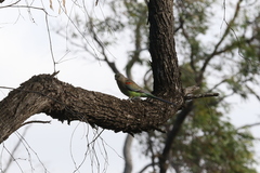 Psephotus varius