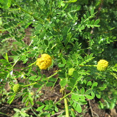 Vachellia swazica