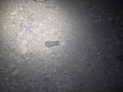 Common Poorwill observed by joneilers