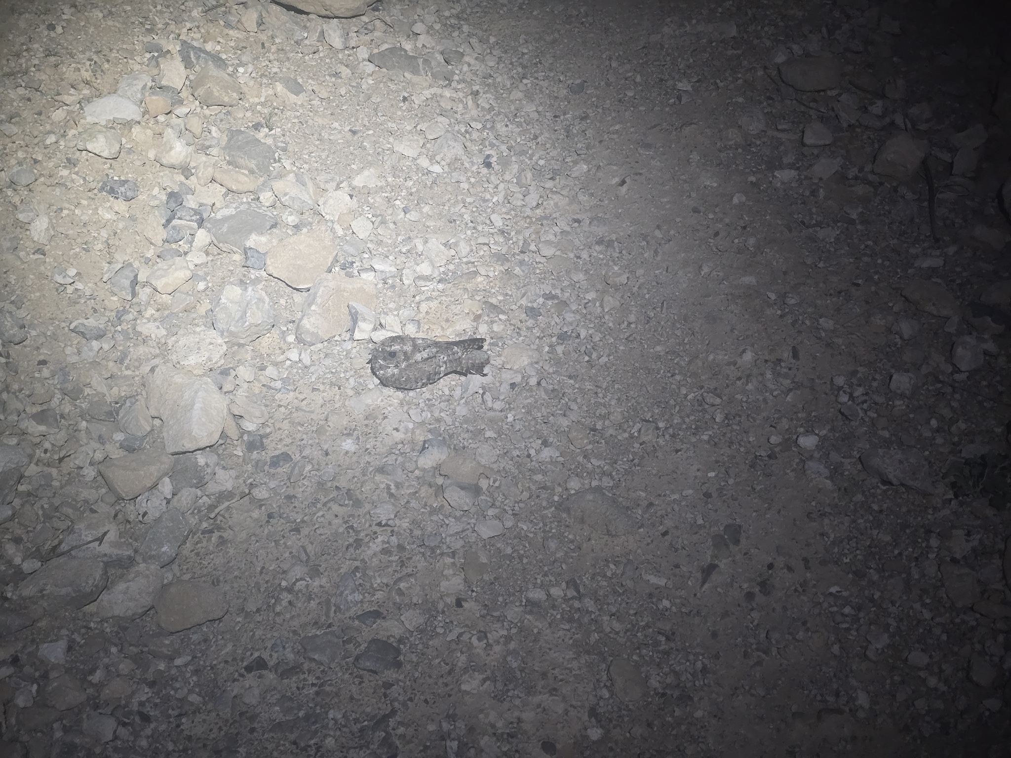 Common Poorwill (Phalaenoptilus nuttallii), photo 3