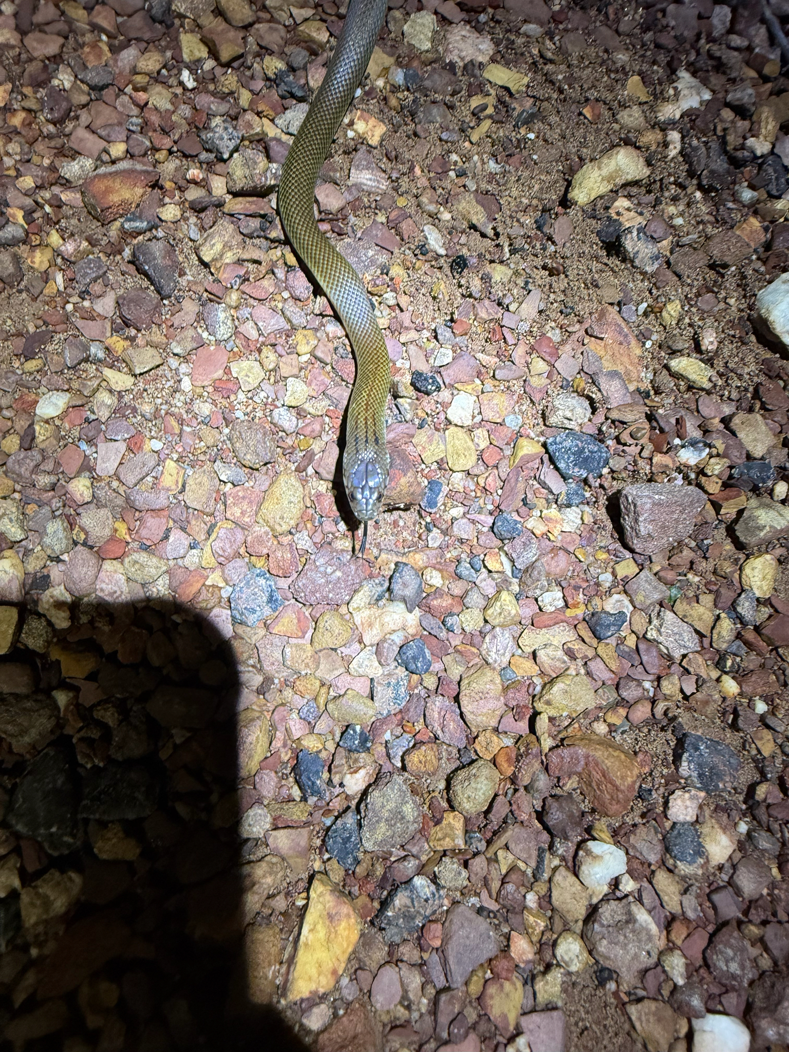 Pygmy Mulga Snake photo 2