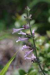 Salvia scabra