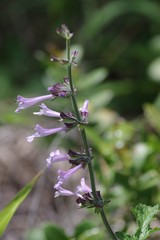 Salvia scabra
