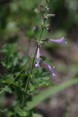 Salvia scabra