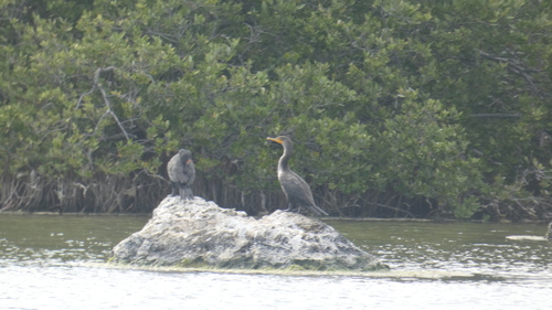 Double-crested Cormorant