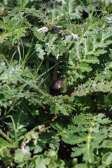 Platycarpha glomerata