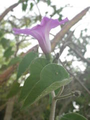 Ipomoea rubens