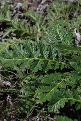 Platycarpha glomerata