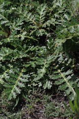 Platycarpha glomerata