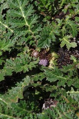 Platycarpha glomerata