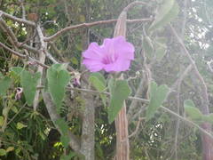 Ipomoea rubens