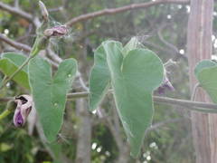 Ipomoea rubens