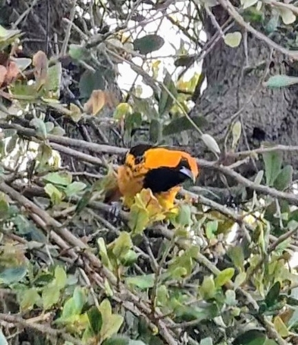 Spot-breasted Oriole (Icterus pectoralis), photo 1