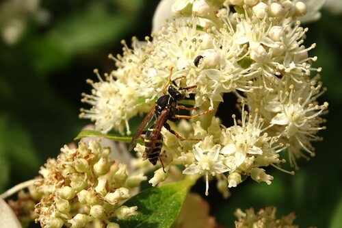 Psaraki Insect Observations by pyakai · iNaturalist
