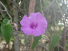 Ipomoea rubens