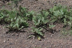 Platycarpha glomerata