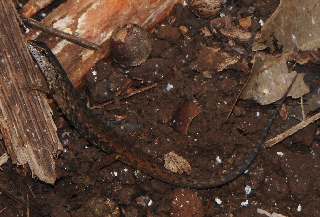 Orange-tailed Shadeskink