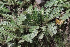 Platycarpha glomerata