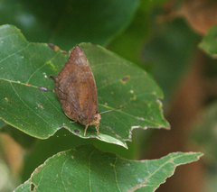 Arhopala centaurus nakula