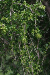 Canthium spinosum