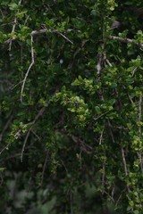 Canthium spinosum