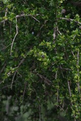 Canthium spinosum