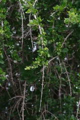 Canthium spinosum