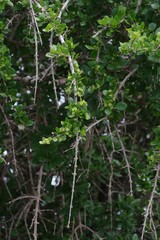 Canthium spinosum