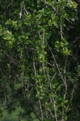 Canthium spinosum
