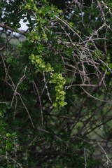 Canthium spinosum