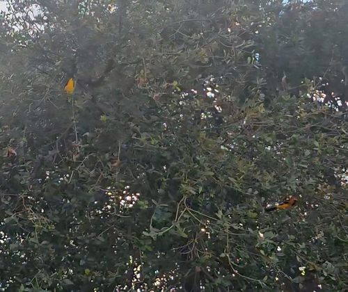 Spot-breasted Oriole (Icterus pectoralis), photo 2