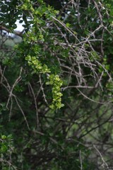 Canthium spinosum