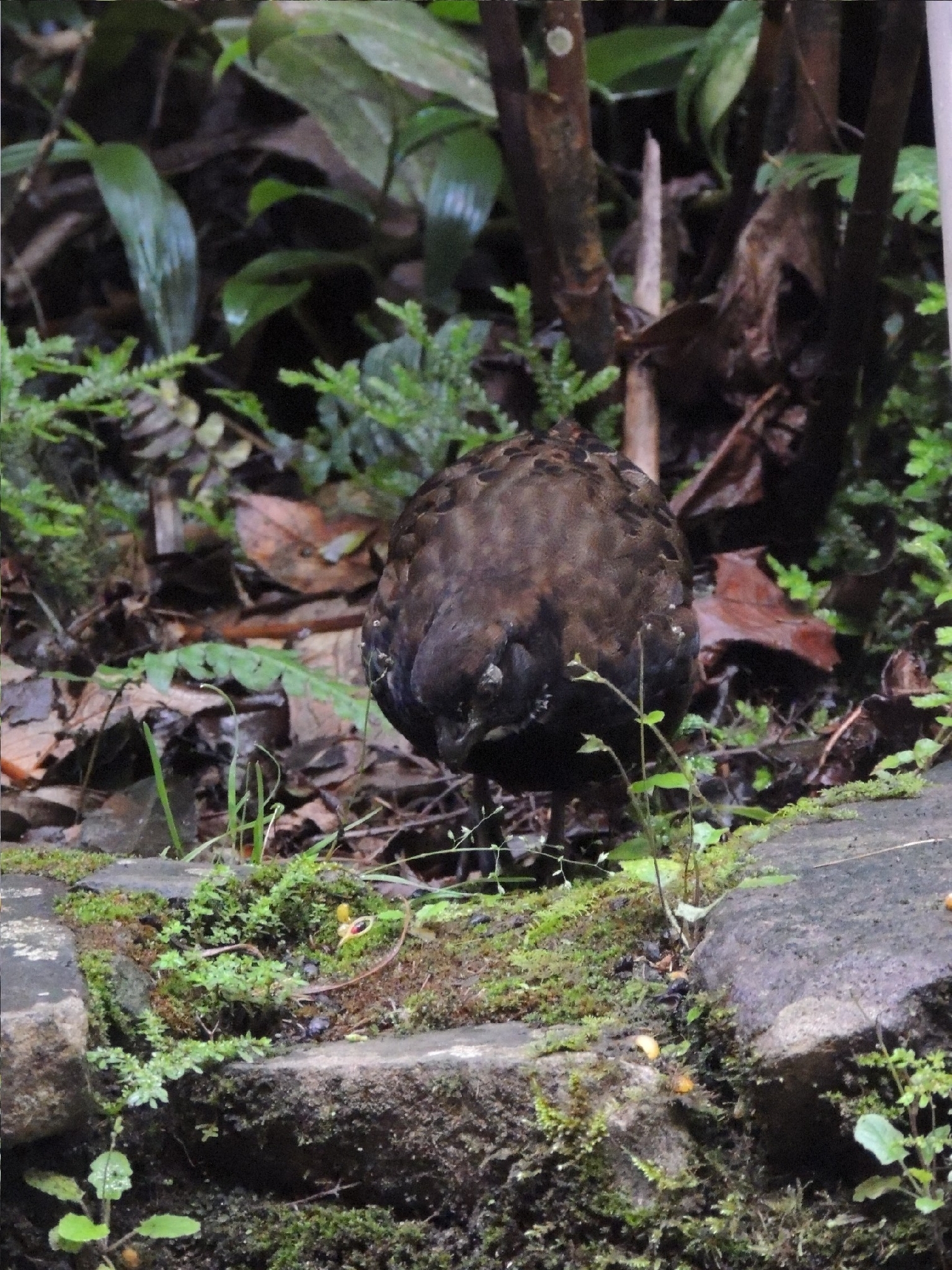 Black-breasted Wood Quail (Odontophorus leucolaemus), photo 1