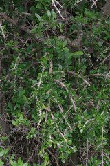 Canthium spinosum
