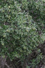 Diospyros dichrophylla