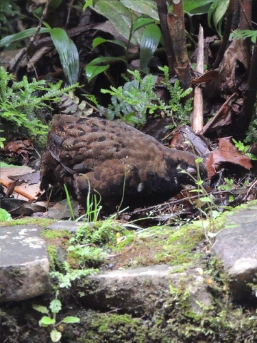 Black-breasted Wood Quail (Odontophorus leucolaemus), photo 2