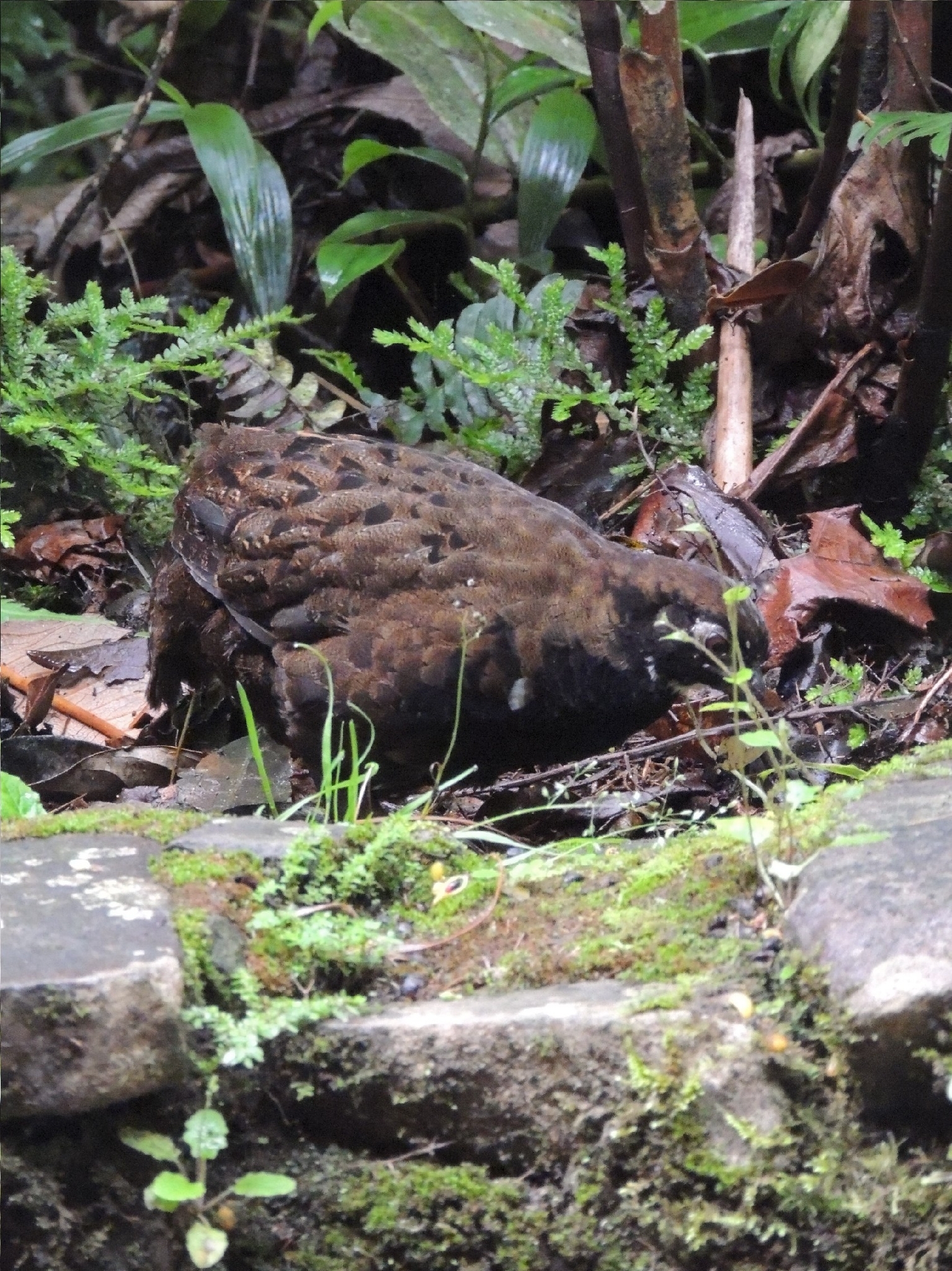 Black-breasted Wood Quail (Odontophorus leucolaemus), photo 2