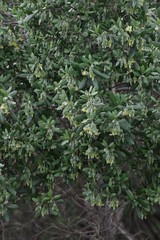 Diospyros dichrophylla