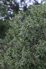 Diospyros dichrophylla