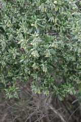 Diospyros dichrophylla