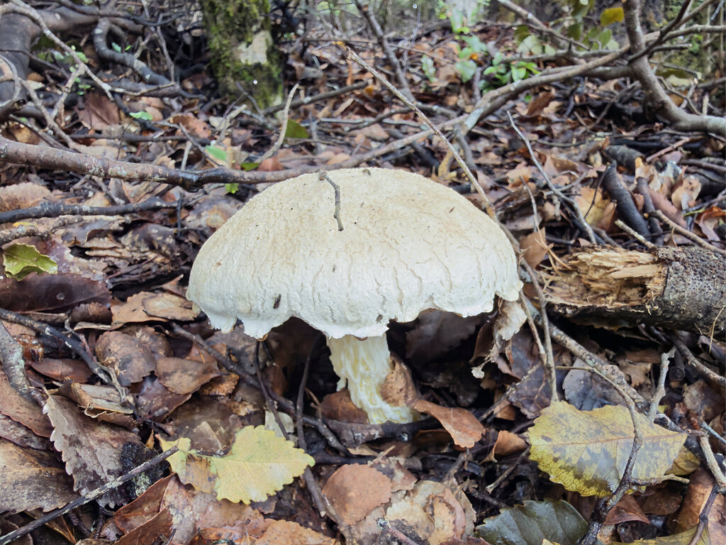 Austroboletus niveus · February 2026 · photo: © jeremy_rolfe (iNaturalist, cc-by)