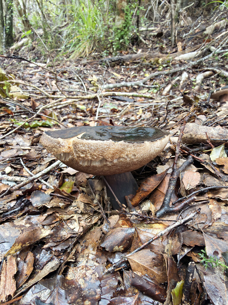 Tylopilus formosus · February 2026 · photo: © jeremy_rolfe (iNaturalist, cc-by)