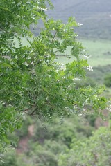 Ptaeroxylon obliquum