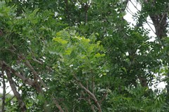 Ptaeroxylon obliquum