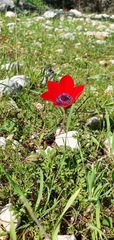 Anemone coronaria
